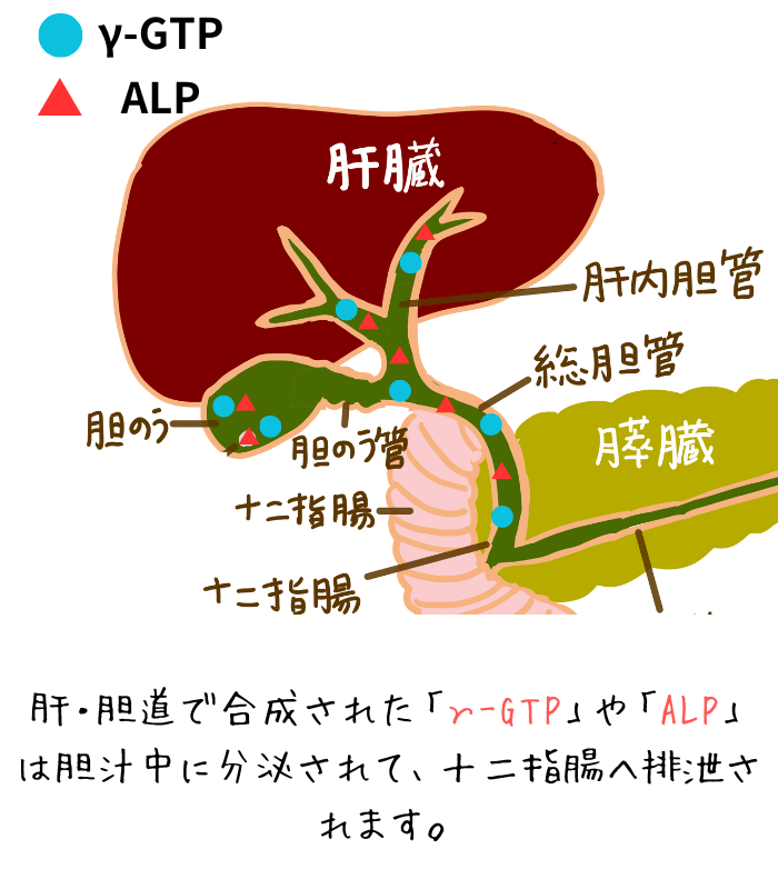 γ-GTPとALPの流れ(胆道から十二指腸)